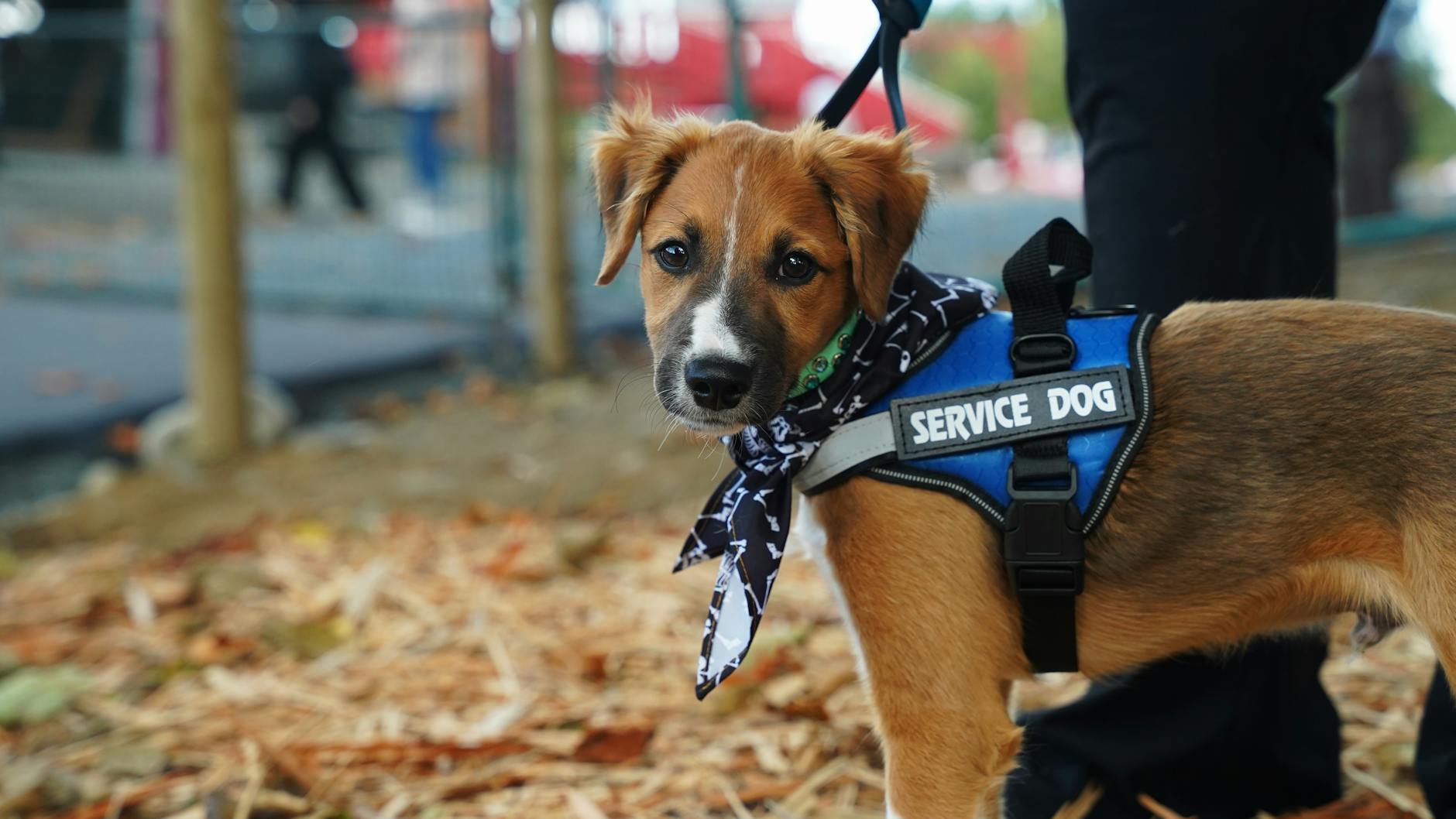 pexels-photo-34034431 young service dog with handler outdoors