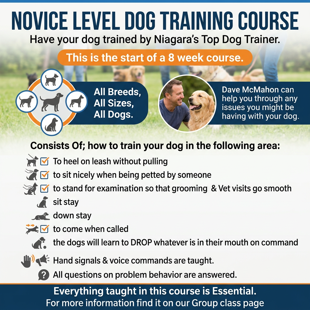Promotional flyer for an eight-week novice dog training course